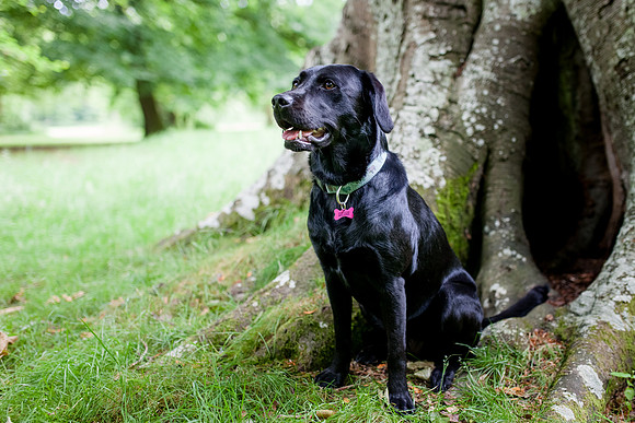 A black labrador during a family photoshoot in Wiltshire