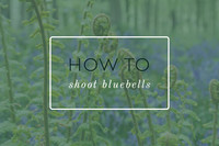 Bluebells